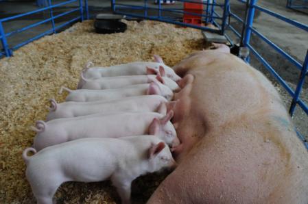 Piglets