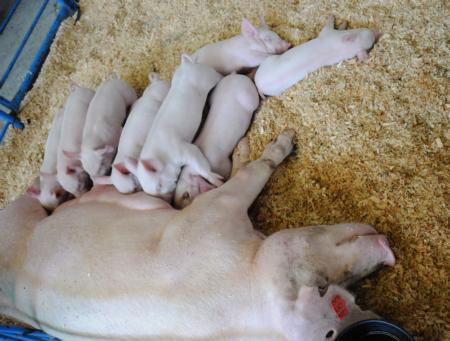 Yorkshire hog and piglets