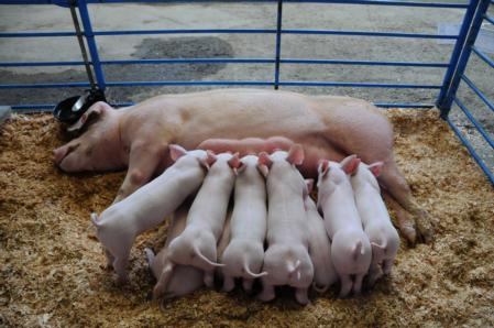 Yorkshire hog, piglets