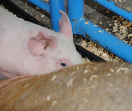 eye of a piglet