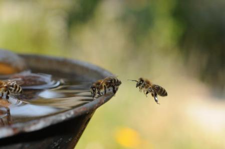 Honey bee in flight