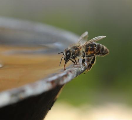 Honey bee drinking water