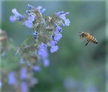 Honey bee heading toward catmint