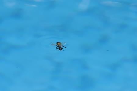 Honey bee in pool