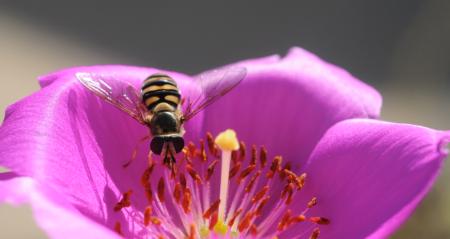 Hover fly on rock purslane