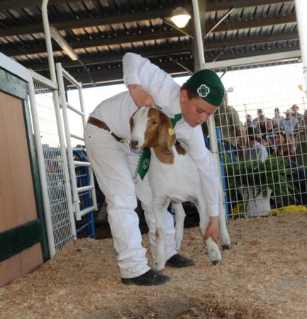 4-H Goat Project