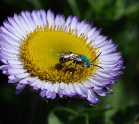 Green Metallic Sweat Bee