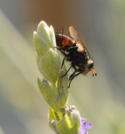 Tachinid Fly