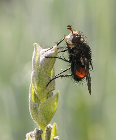 Tachinid Fly on Lavender