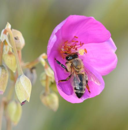 Honey bee on rock purslane (Calandrinia grandiflora)