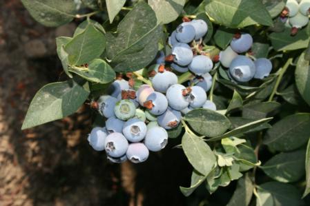 Blueberry plant 3