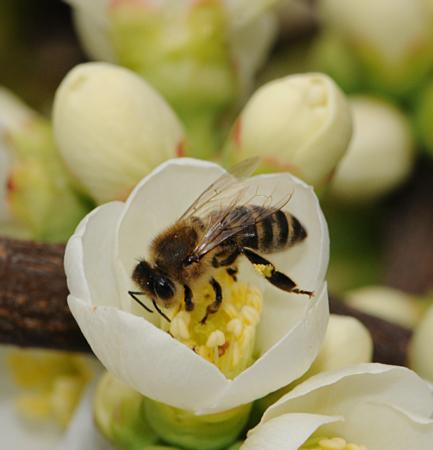 Bee on flowering quince