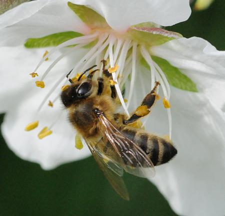 Honey bee on almond blossom