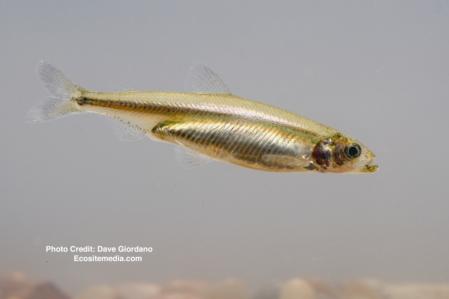 Delta smelt, adult, right side, swimming