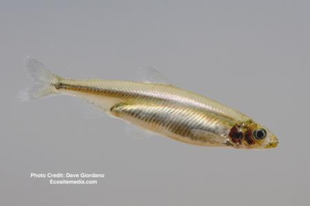 Delta smelt, adult, right side, swimming (2nd photo)