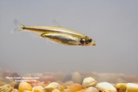 Delta smelt, adult, right side, swimming (3rd photo)