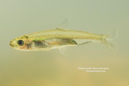 Delta smelt, juvenile, left side, swimming (2nd photo)