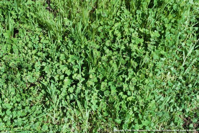 Common Cover Crops
