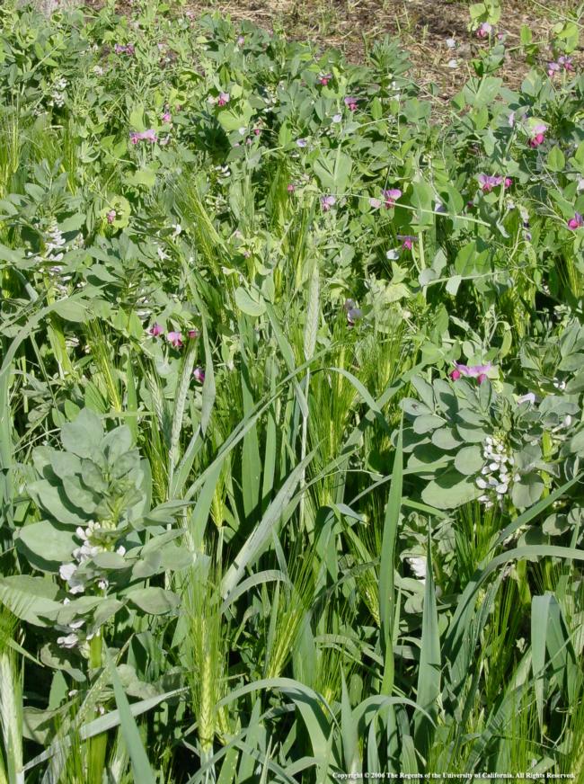 Common Cover Crops