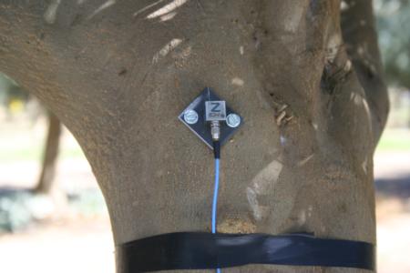 Sensors attached to trees to measure parameters of trunk shaking