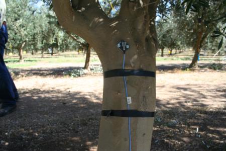 Sensors  attached to trees to measure parameters of trunk shaking