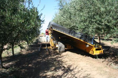 Experimental Olive Harvest: Neilsen harvester in the orchard