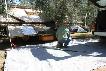 Experimental Olive Harvest: Tarps put in place to collect olives