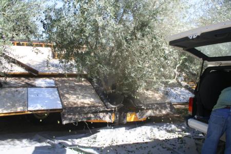 Experimental Olive Harvest: Neilsen harvester in action