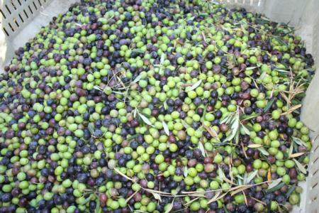 Experimental Olive Harvest: Olives in the bin