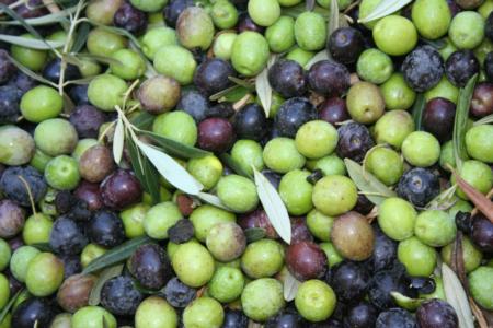 Experimental Olive Harvest: Close up indicates minimal injury