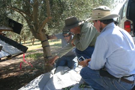 Experimental Olive Harvest: Inspection of trunk injury