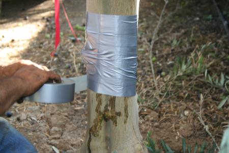 Experimental Olive Harvest: Wrapping a trunk injury