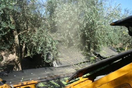 Field Day at Nickels: Coe harvester demonstration, Coe Orchard Equipment, Sutter Co.