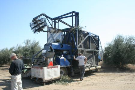 Experimental olive harvest: Harvester enters the field