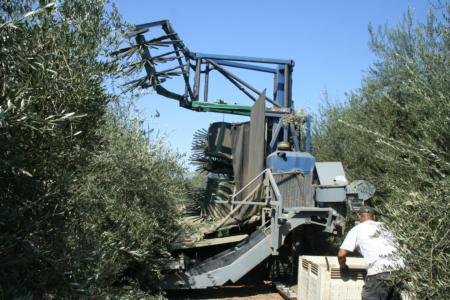 Experimental olive harvest: Harvester in the row