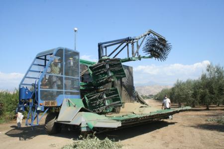 Experimental olive harvest: harvester turning at the end of the row