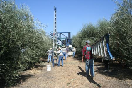 Experimental olive harvest: workers remove remaining olives after the harvester passes