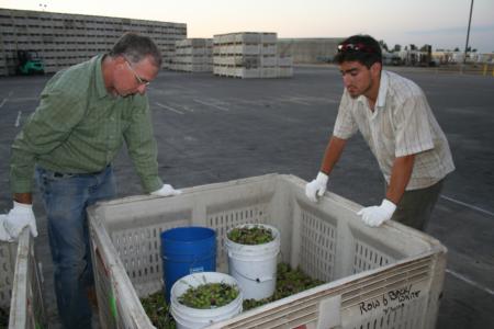 Experimental olive harvest: Uriel Rosa, UC agricultural engineer, inspecting a bin of olives delivered to Musco for grading