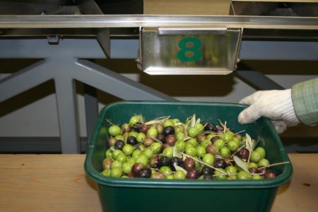 Experimental olive harvest: Graded olives