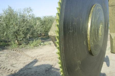 Mechanical olive pruning: Close up of a saw disc