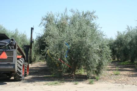 Mechanical olive pruning: Entering a row. The yellow flag indicates a row for hedging