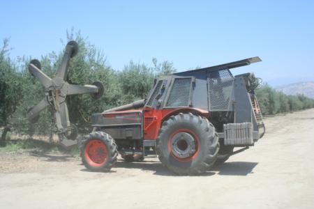 Mechanical olive pruning: Hedging, to about seven feet from the trunk