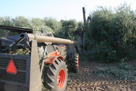 Mechanical olive pruning: Hedging proceeds