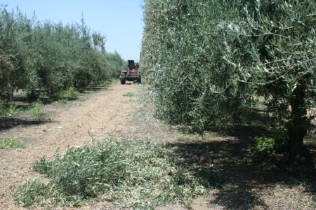 Mechanical olive pruning: A hedged row
