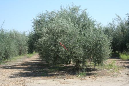 Mechanical olive pruning: The red flag indicates a row for skirting, i.e., removal of limbs near the ground to accomodate the harvester catch frame