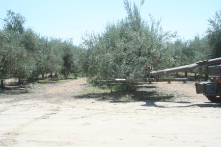 Mechanical olive pruning: Trees are skirted to 30 inches from the ground