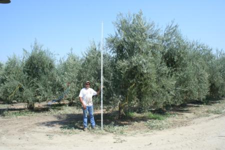 Mechanical olive pruning: Bobby of Laux Management measures the height of the tree before topping