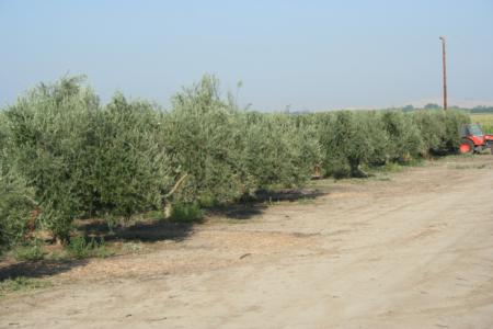 Mechanical olive pruning: Topped trees are on the right; trees on the left were skirted only