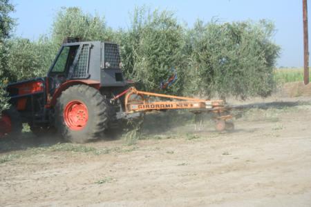 Mechanical olive pruning: Pruning are brush-hogged into the middle of the row