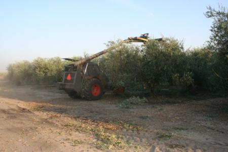 Mechanical olive pruning: Seven of the 12 rows were topped